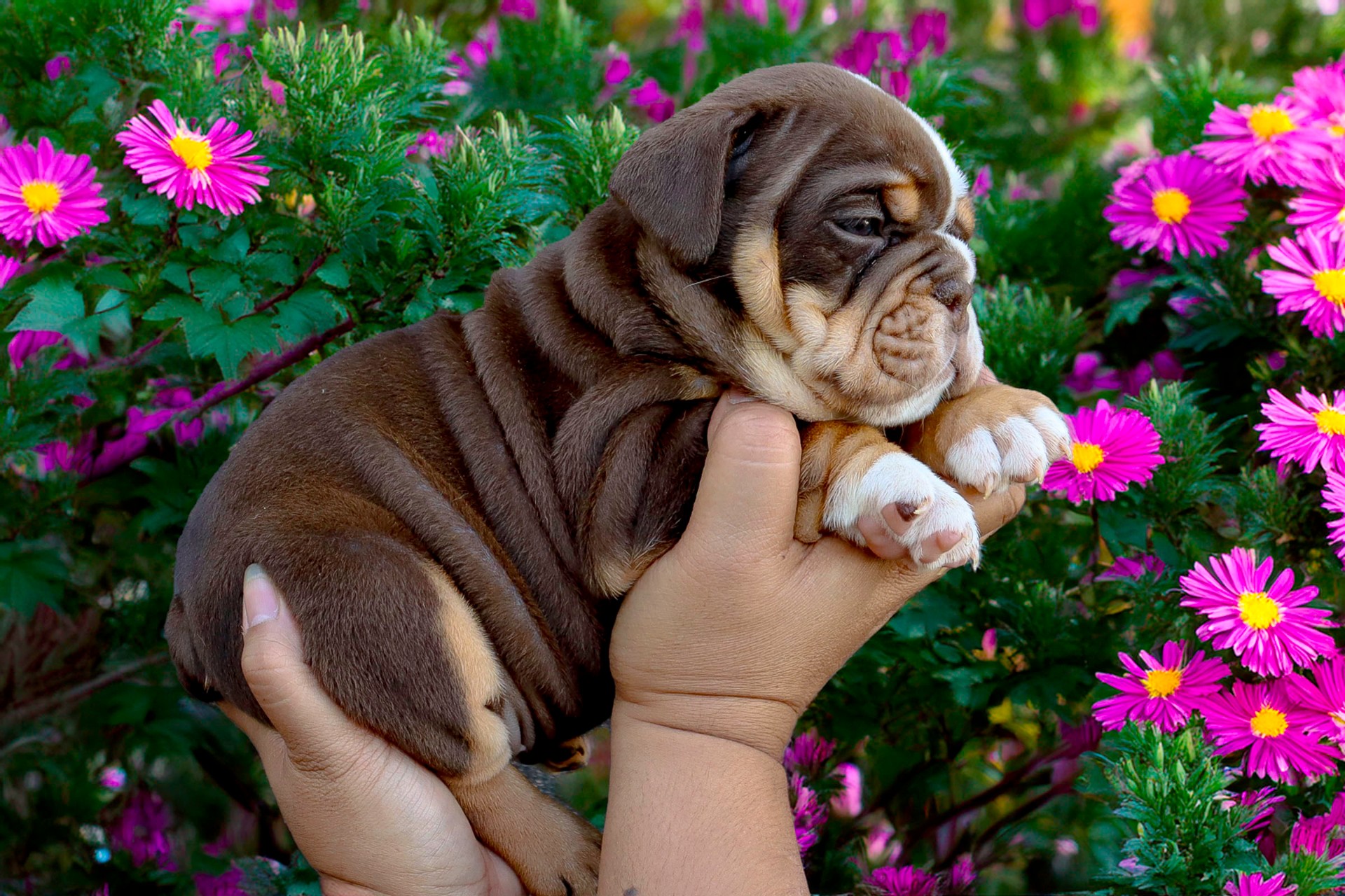 Hollywood Bulldogs AUS puppy 26