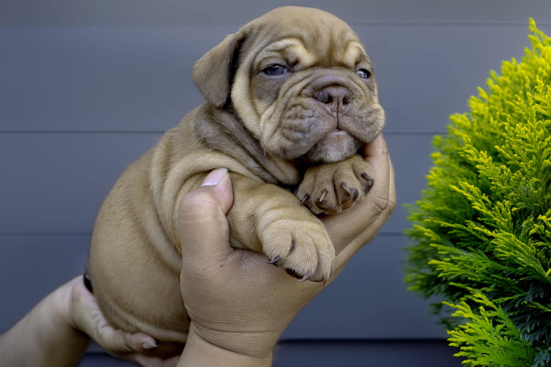 Hollywood Bulldogs AUS puppy 27