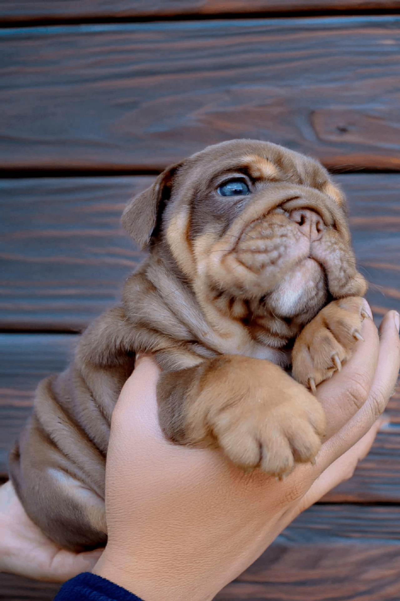 Hollywood Bulldogs AUS puppy 28