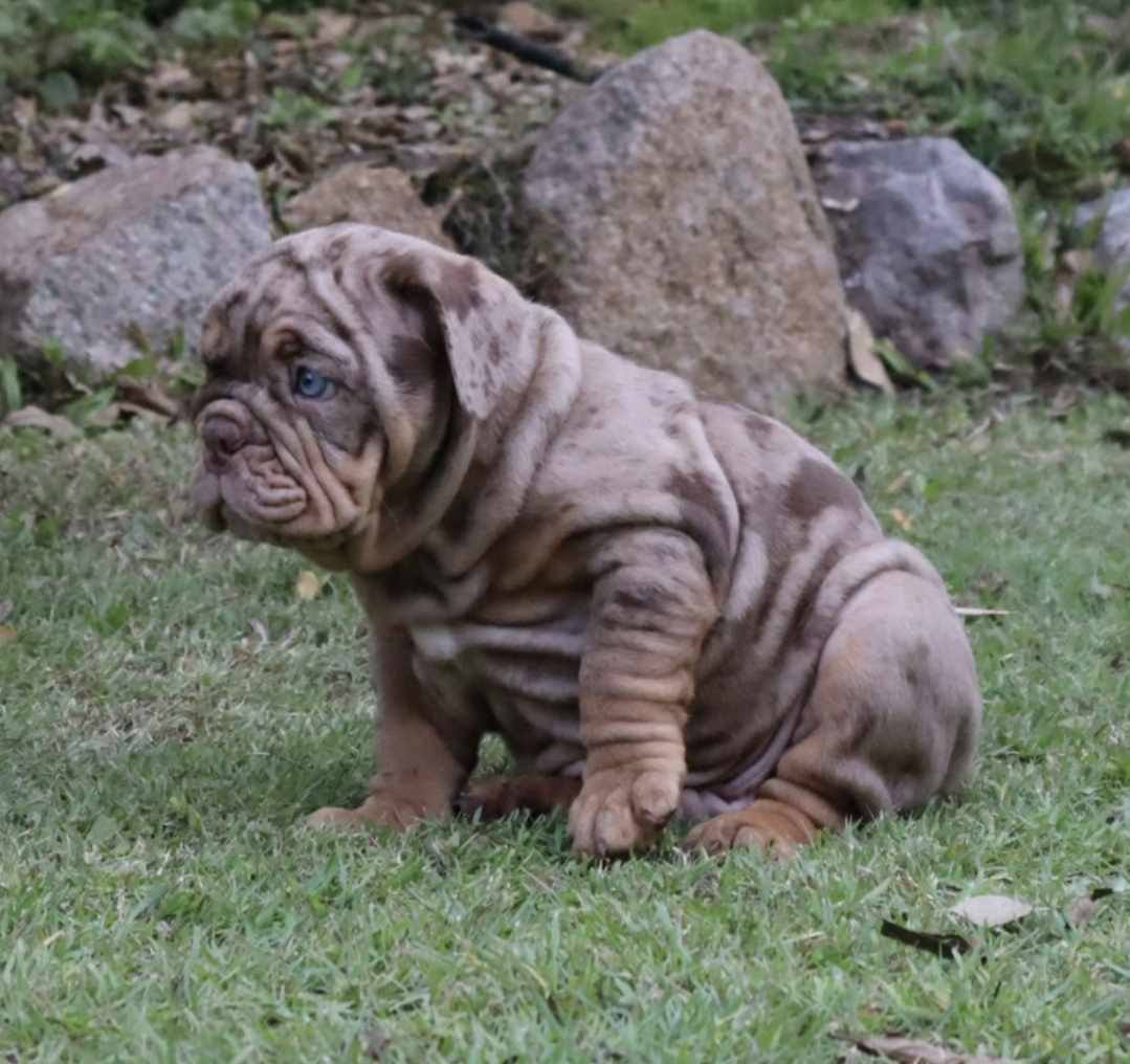 Hollywood Bulldogs AUS puppy 3