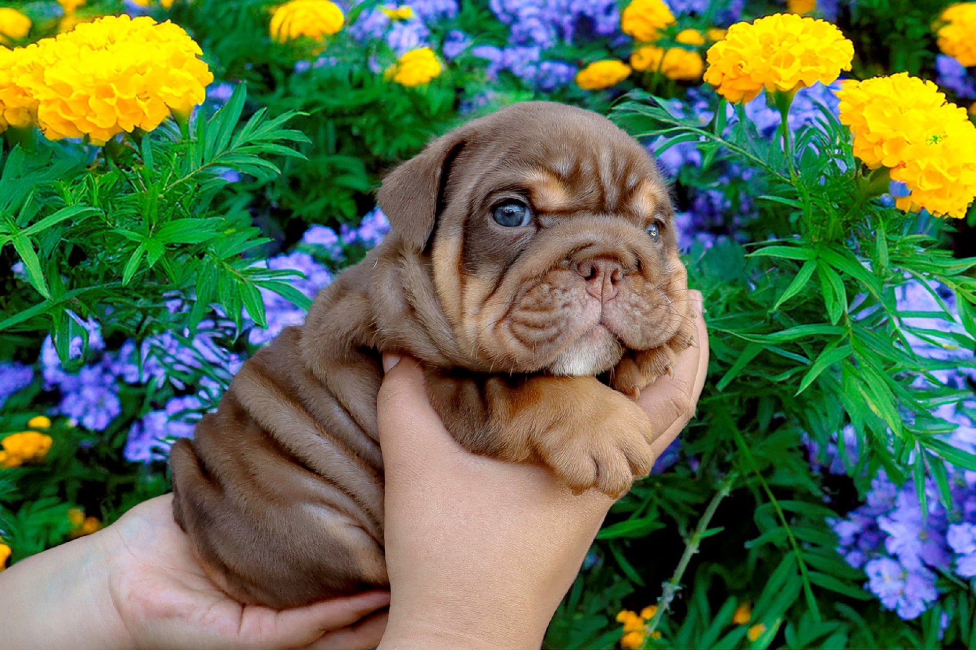 Hollywood Bulldogs AUS puppy 4