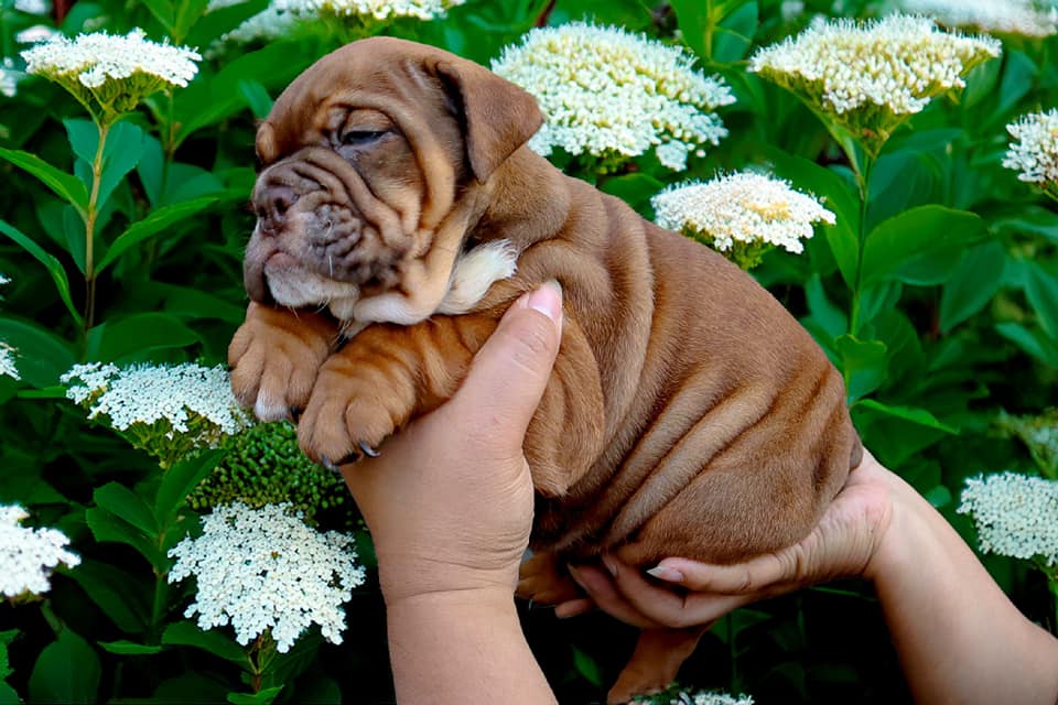 Hollywood Bulldogs AUS puppy 5