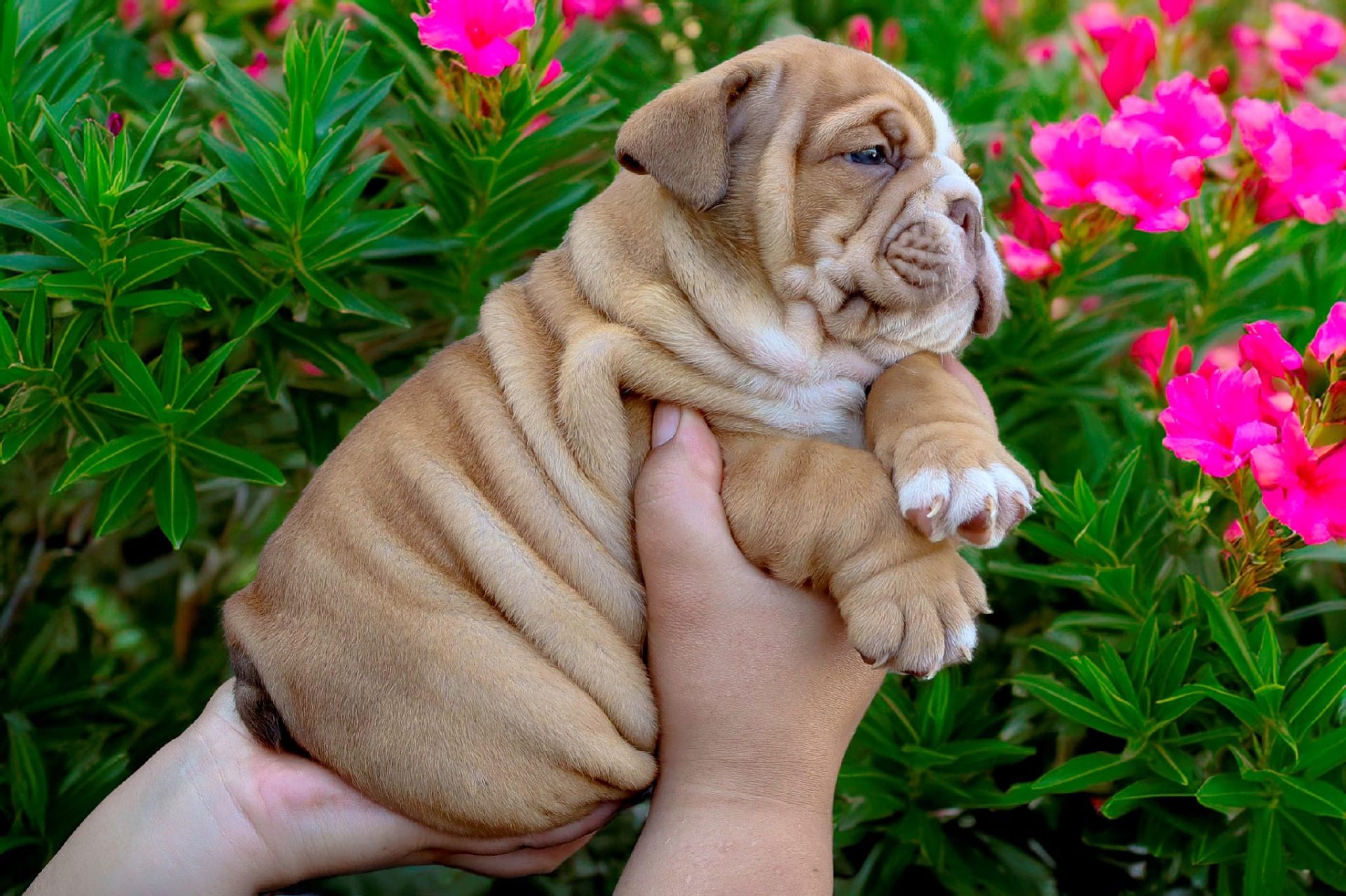 Hollywood Bulldogs AUS puppy 6