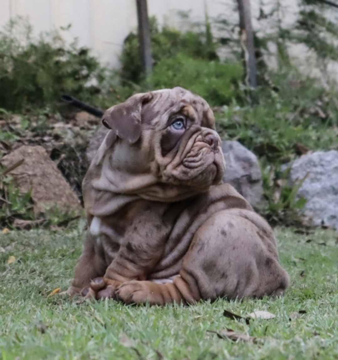 Hollywood Bulldogs AUS puppy 8
