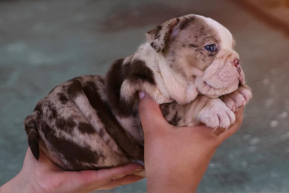 Hollywood Bulldogs AUS puppy 9