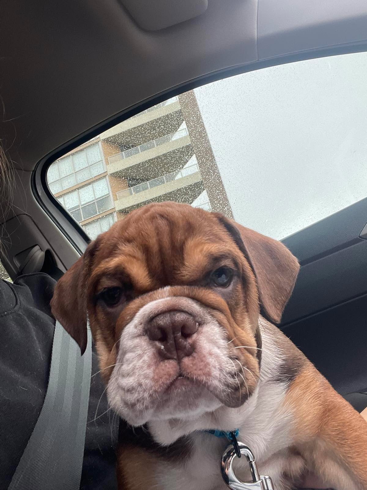 Bulldog puppy in car ride home