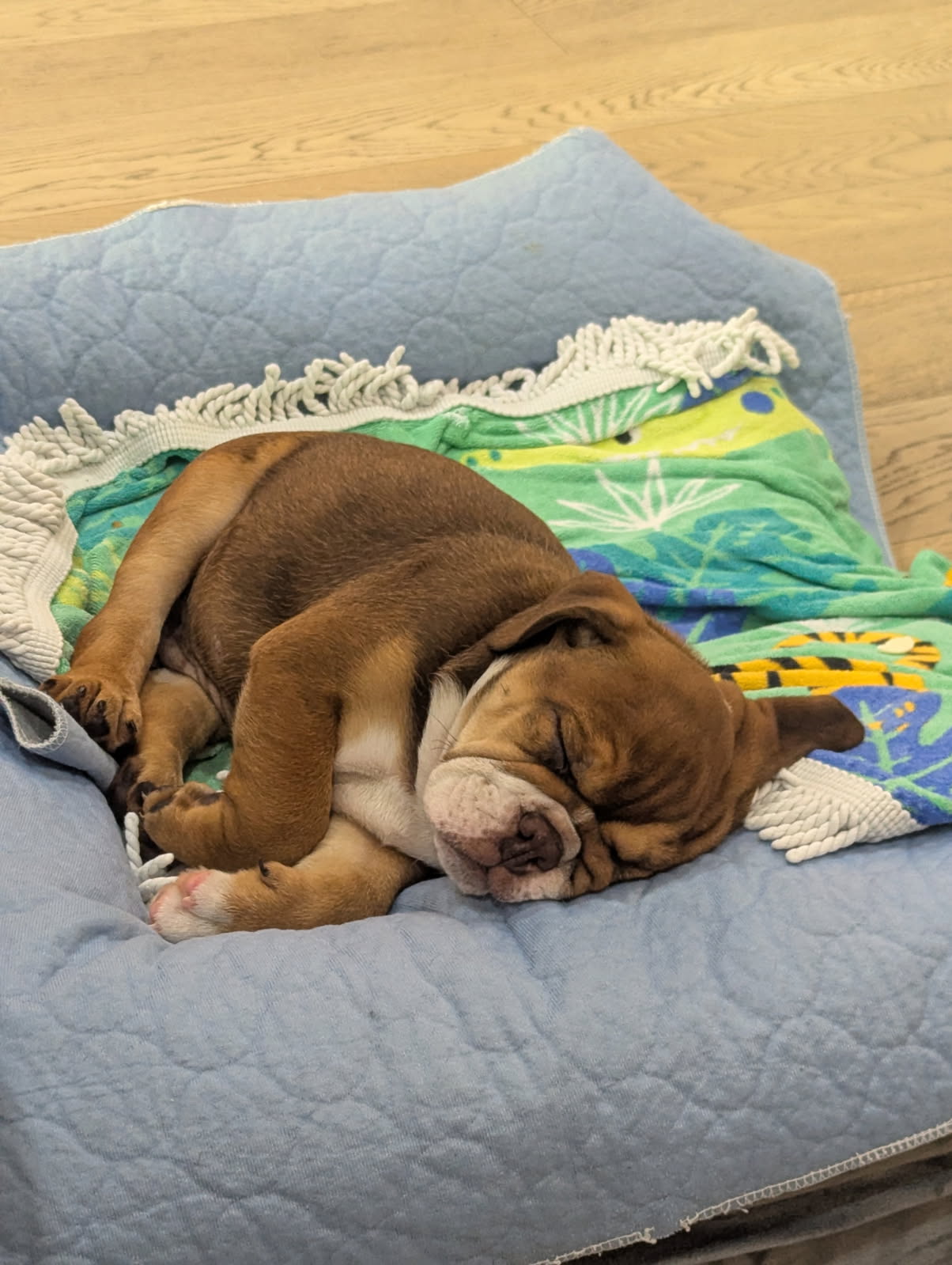 Bulldog puppy sleeping on blanket