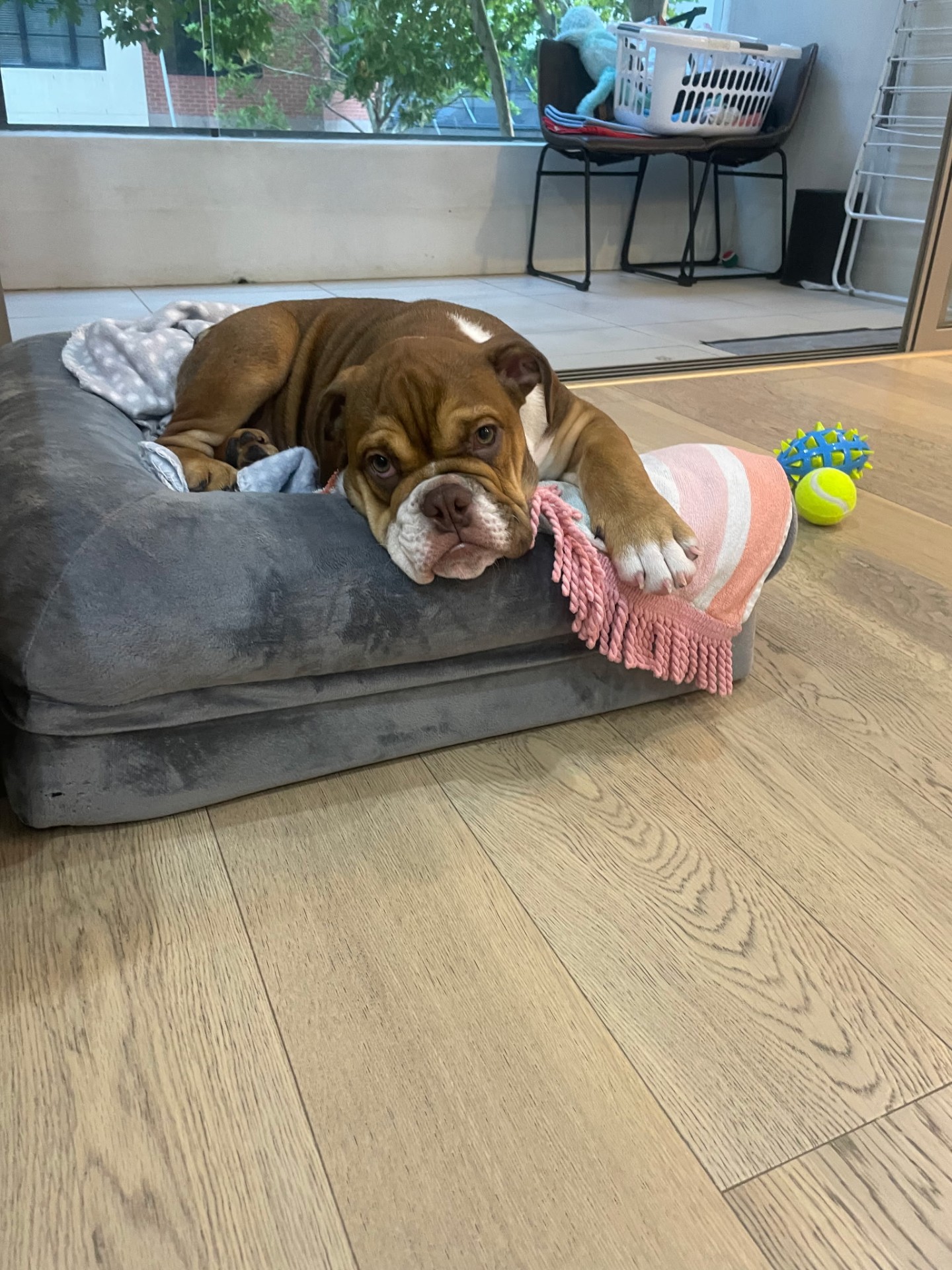 Bulldog relaxing on dog bed