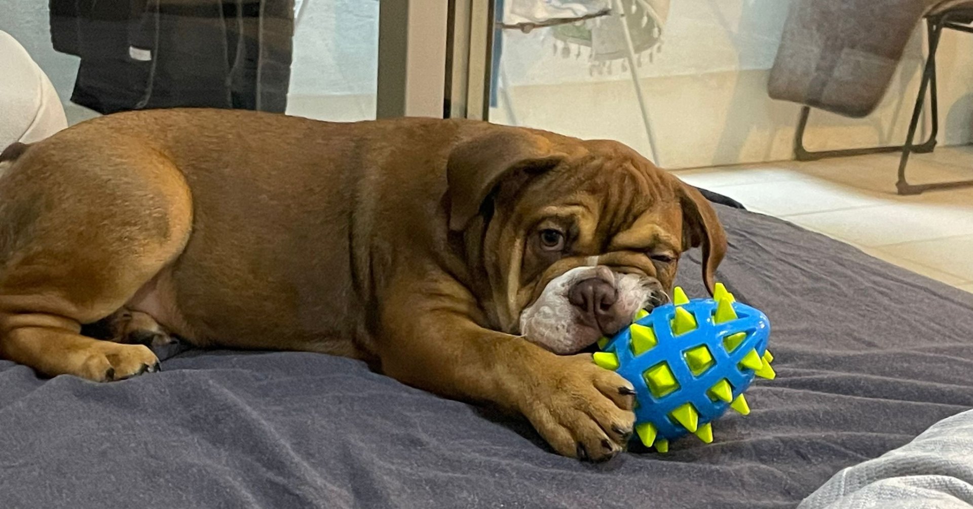 Bulldog chewing toy on bed